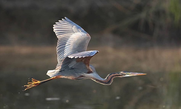 Kampung Blekok, Melihat Berbagai Macam Burung Air Di Jawa Timur
